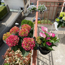 Charger l'image dans la galerie, YoYo! Gris Foncé