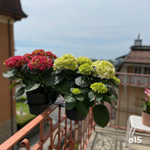 Charger l'image dans la galerie, YoYo! Gris Foncé