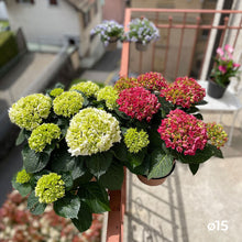 Charger l'image dans la galerie, YoYo! Terracotta